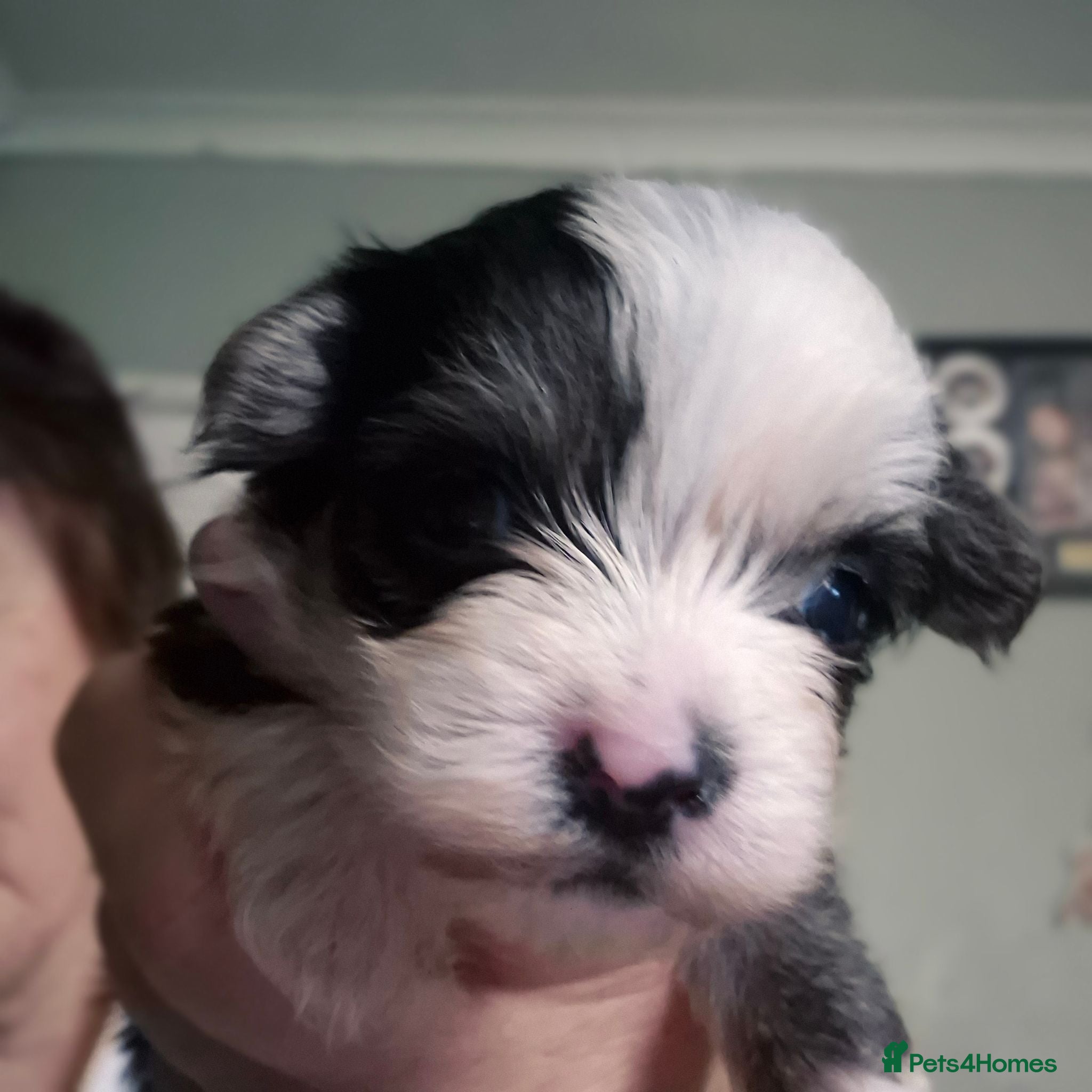 Morkie dogs I have 6 morkie puppys 4 sale  - Advert 2