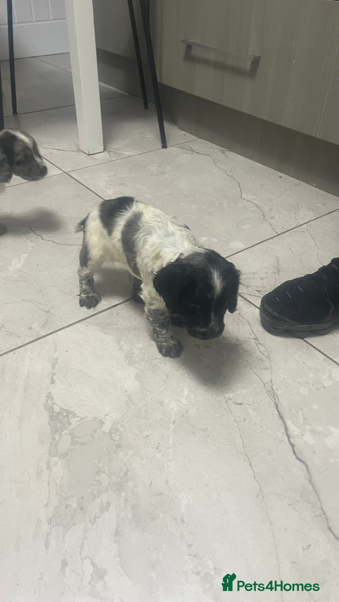 Sprocker dogs for sale: 5 sprocker spaniels  - Advert 4