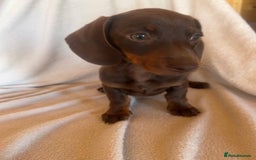Miniature Dachshund dogs for sale:  Miniature dachshund *1 left  - Image 11
