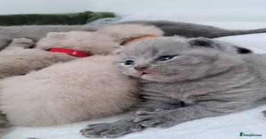 British Shorthair cats - Advert 3