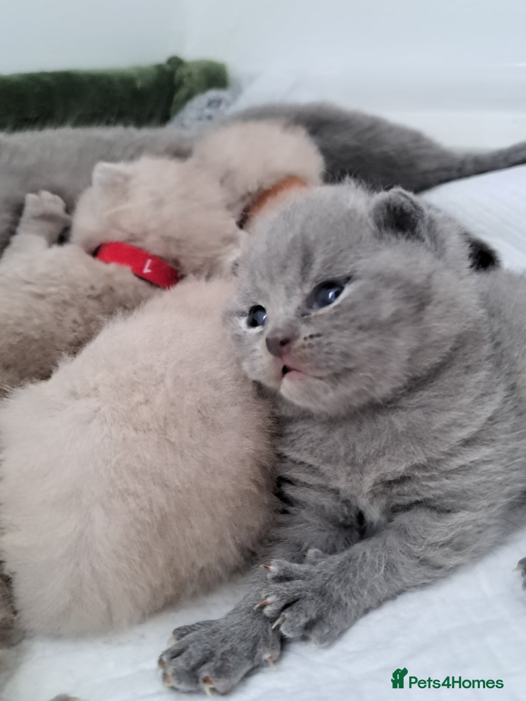 British Shorthair cats for sale: British Shorthair Lilac and Blue colour  - Image 4