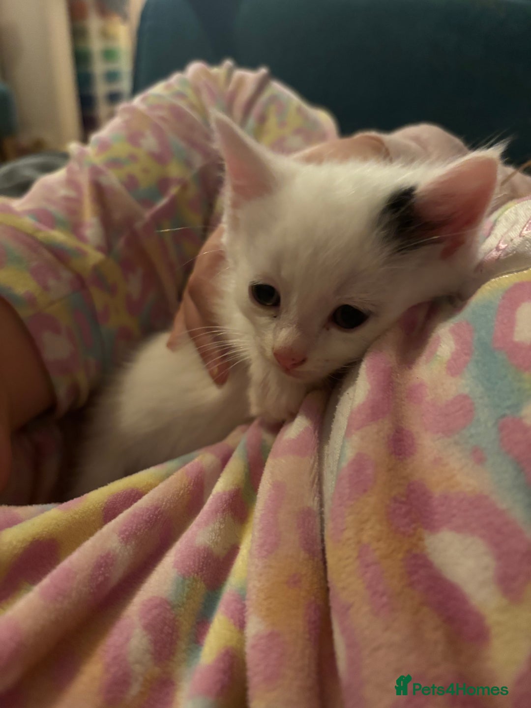 Mixed Breed cats for sale: 5 Adorable Fluffy White Playful Kittens  - Image 7