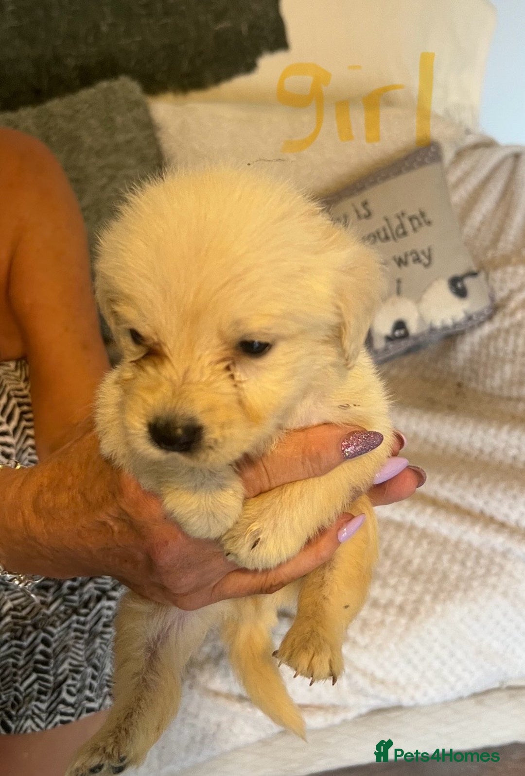 Labradoodle dogs for sale: Labradoodle puppies for sale  - Image 2