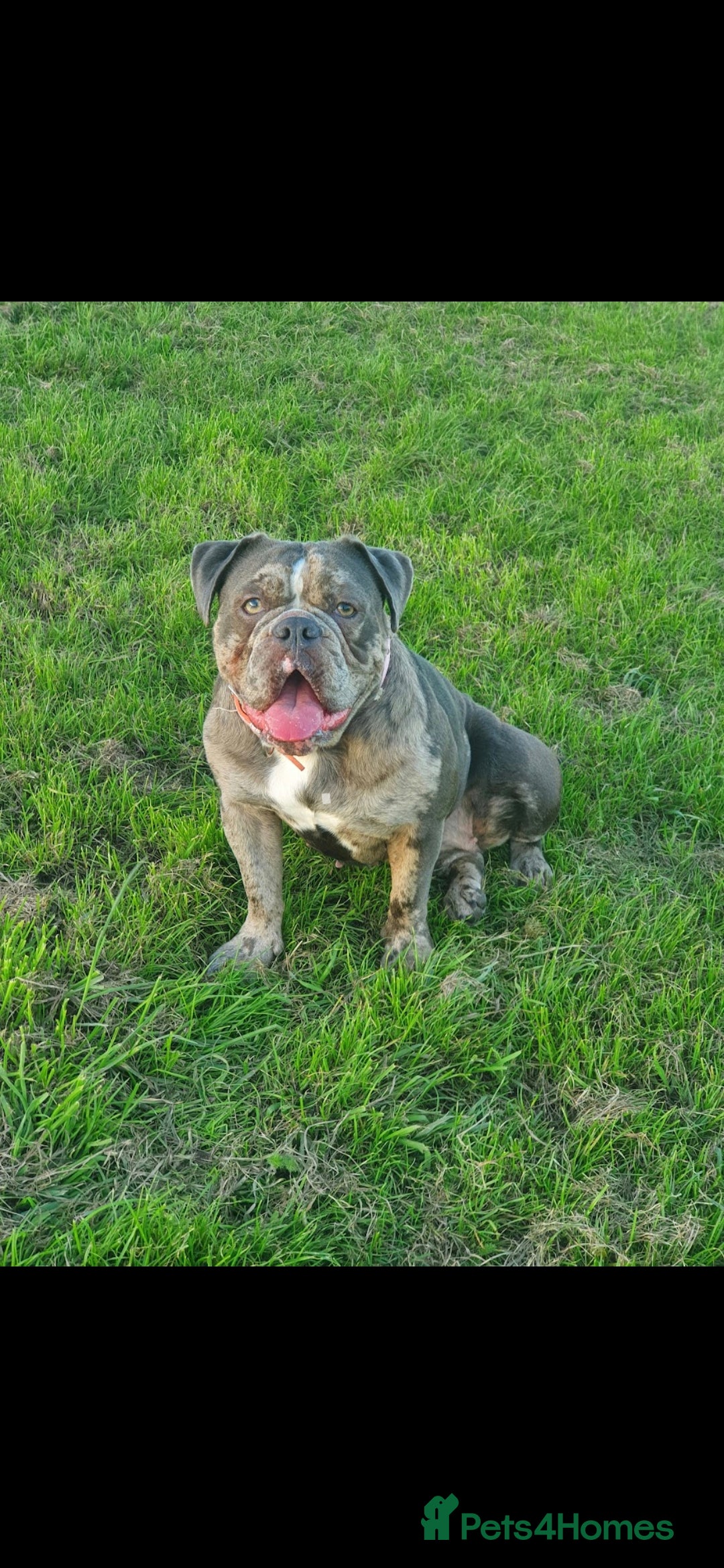 Olde English Bulldogge dogs for sale: 🐶 Litter pending – Olde English Bulldogge❤️ - Advert 2