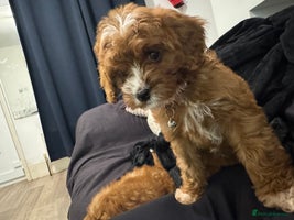 Mixed Breed dogs Cavapoo puppies Health checked parents - Advert 12