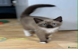 Mixed Breed cats for sale: Stunning munchkin girl available now - Image 5