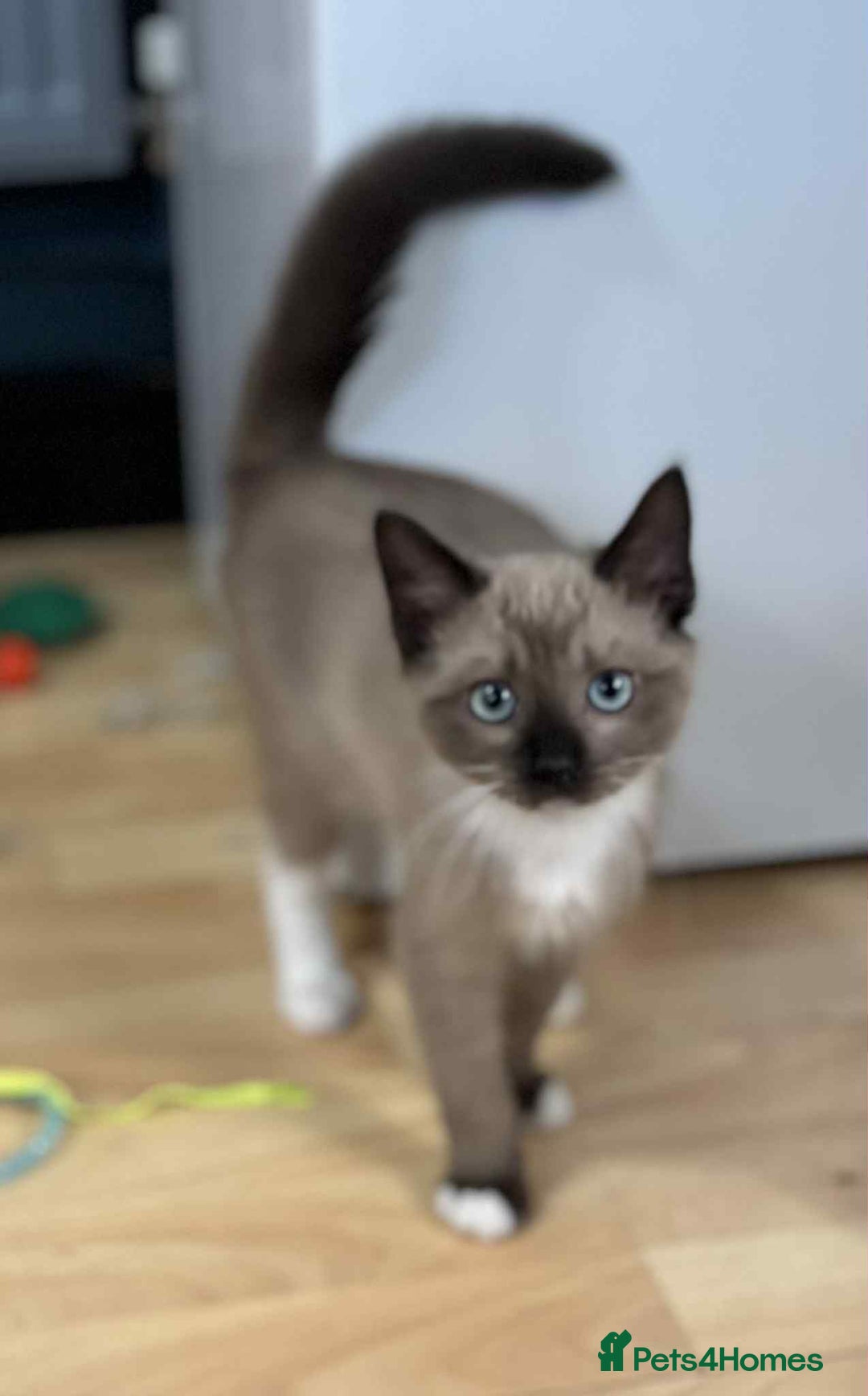 Mixed Breed cats for sale: Stunning munchkin girl available now - Image 5