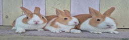 Dutch rabbits for sale: 🧡Absolutely gorgeous and friendly babies🧡  - Advert 2