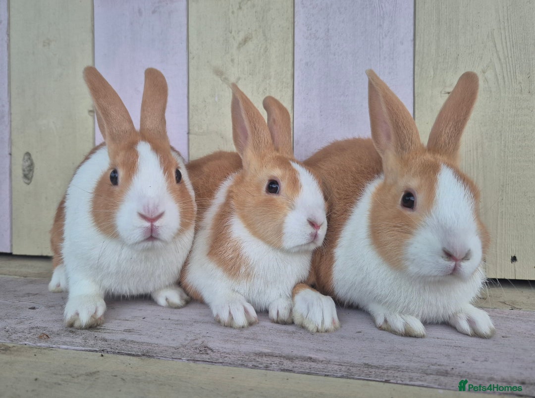 Dutch rabbits for sale: 🧡Absolutely gorgeous and friendly babies🧡  - Advert 2