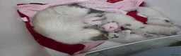 Ragdoll cats for sale: GCCF REGISTERED RAGDOLL KITTENS - Advert 5