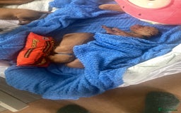 Hungarian Vizsla dogs for sale: 4 adorable Hungarian vizsla BOYS available - Image 18
