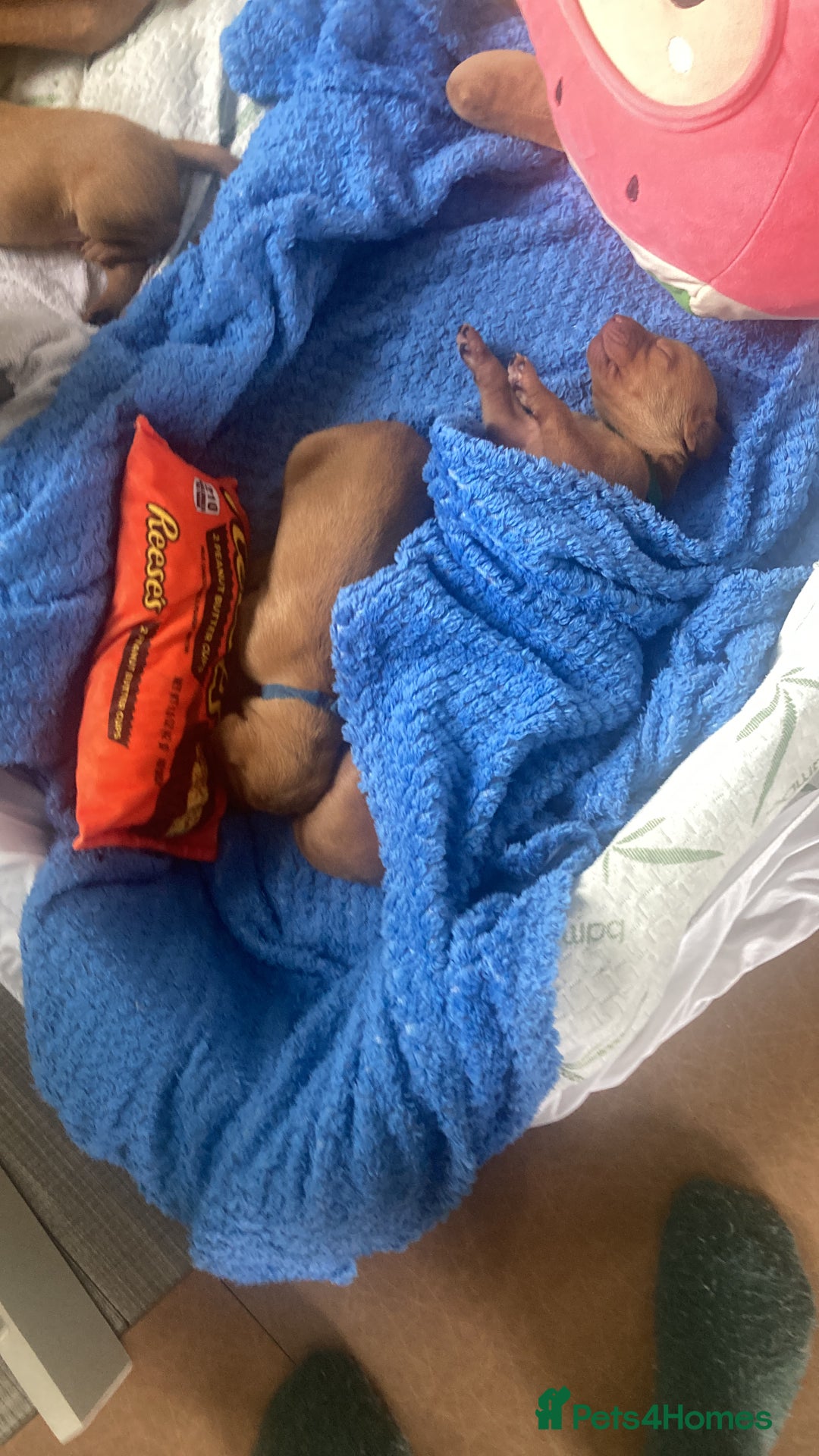 Hungarian Vizsla dogs for sale: 4 adorable Hungarian vizsla BOYS available - Image 18