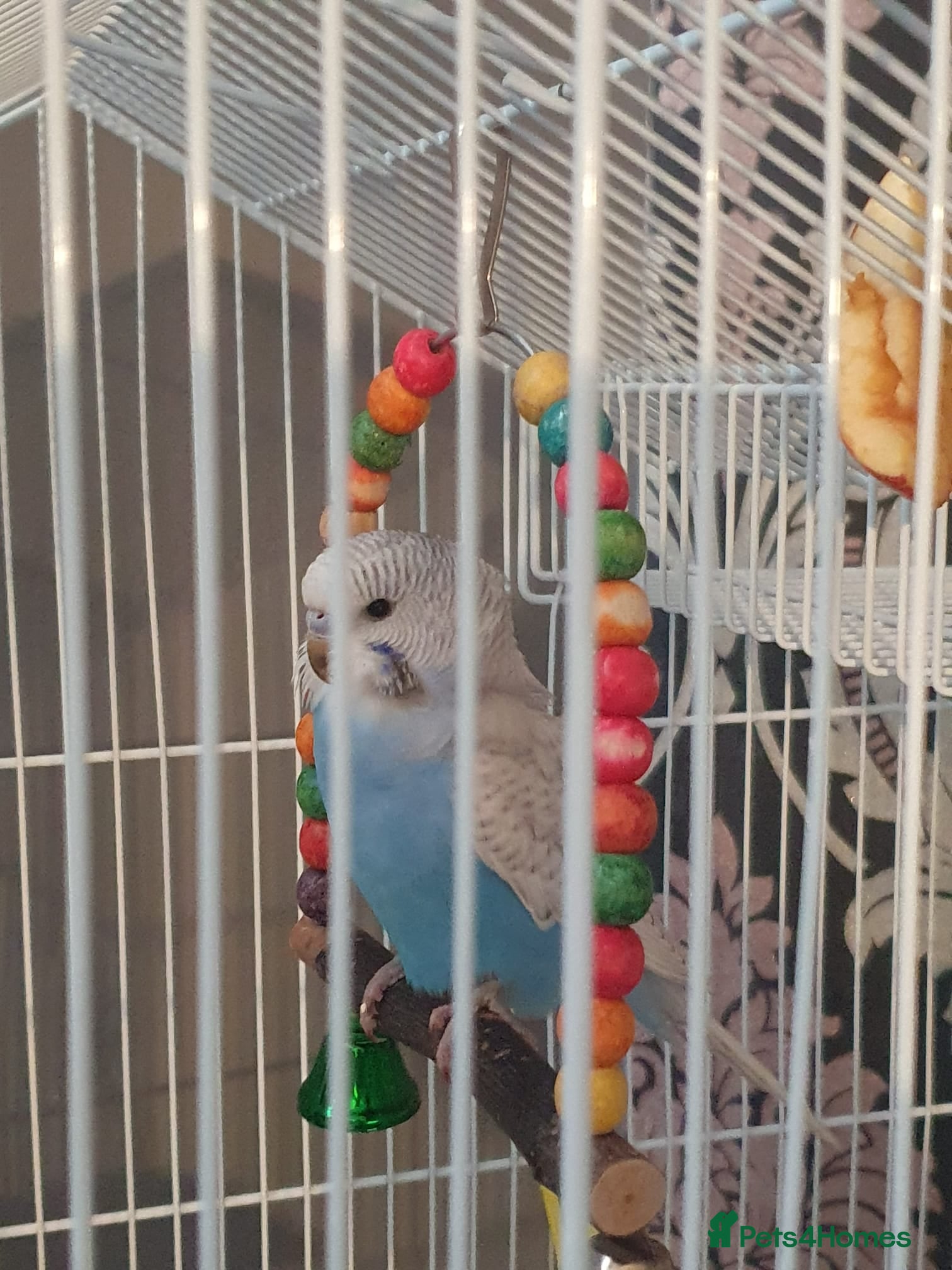 Budgerigars birds 8 week old male - Advert 1
