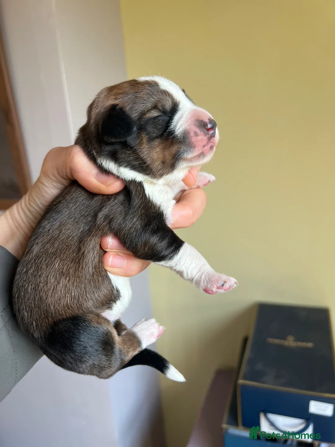 Bordoodle dogs for sale: F1 Bordoodle - extensive genetic testing clear - Advert 24