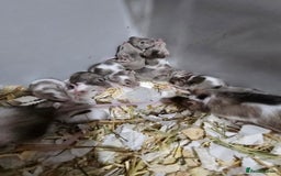 Mouse rodents for sale: Young colony bred mice, possibly naked carriers - Image 5