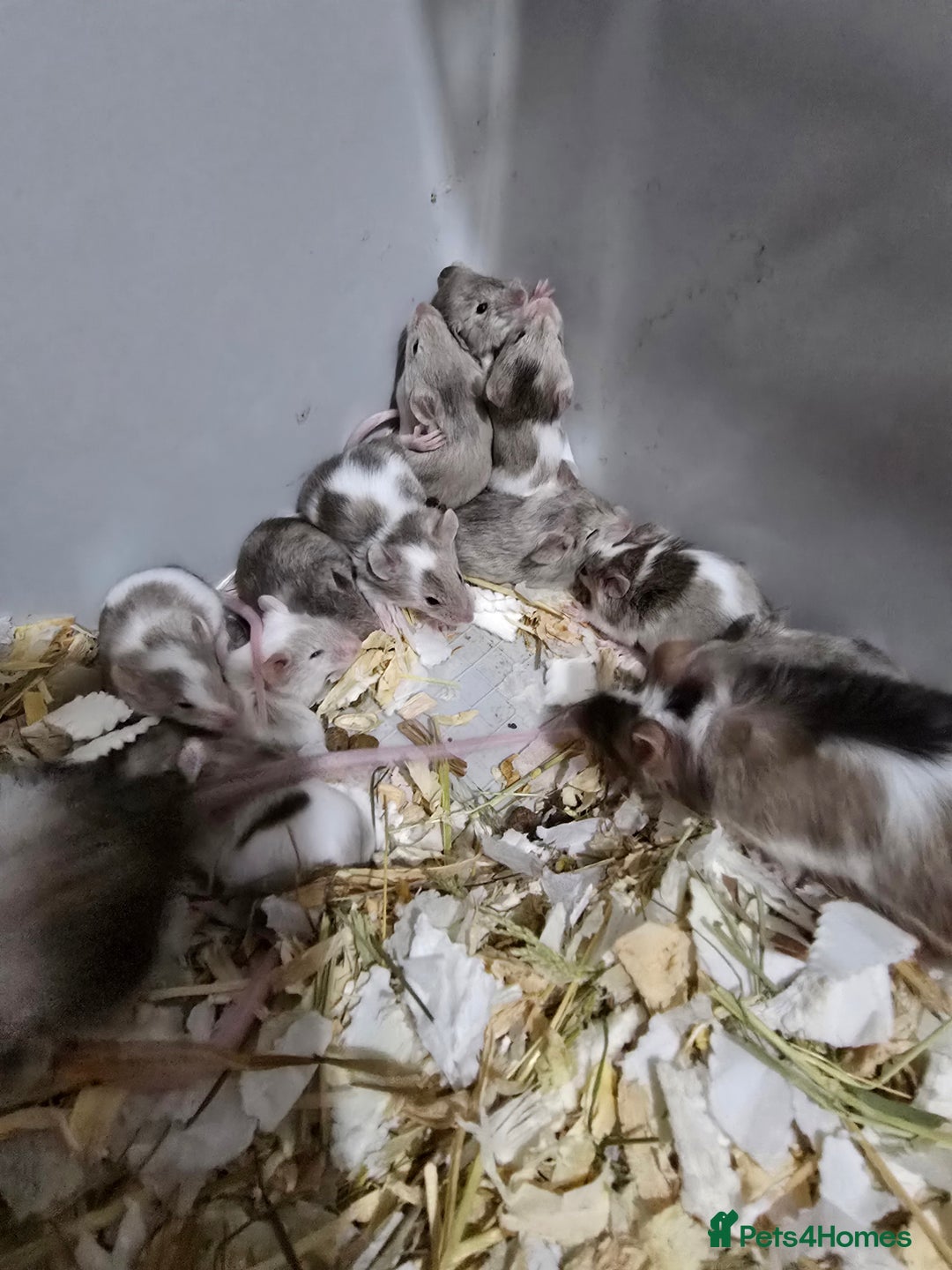 Mouse rodents for sale: Young colony bred mice, possibly naked carriers - Image 5