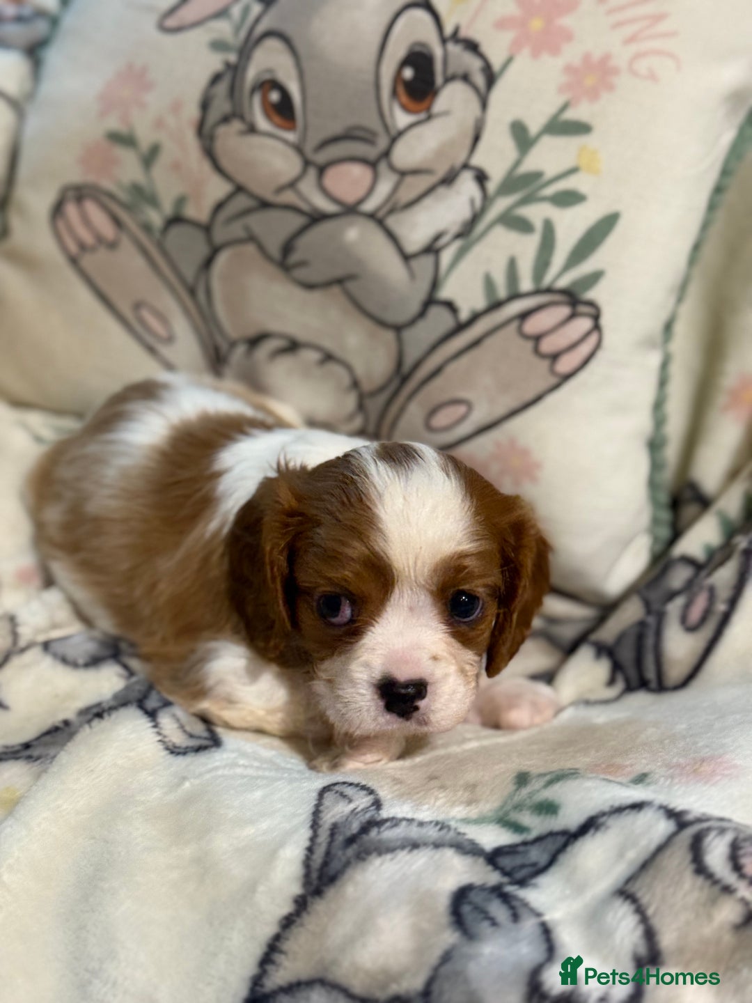 Cavalier King Charles Spaniel dogs for sale: Stunning DNA clear cavalier pups ready 2026 - Advert 3