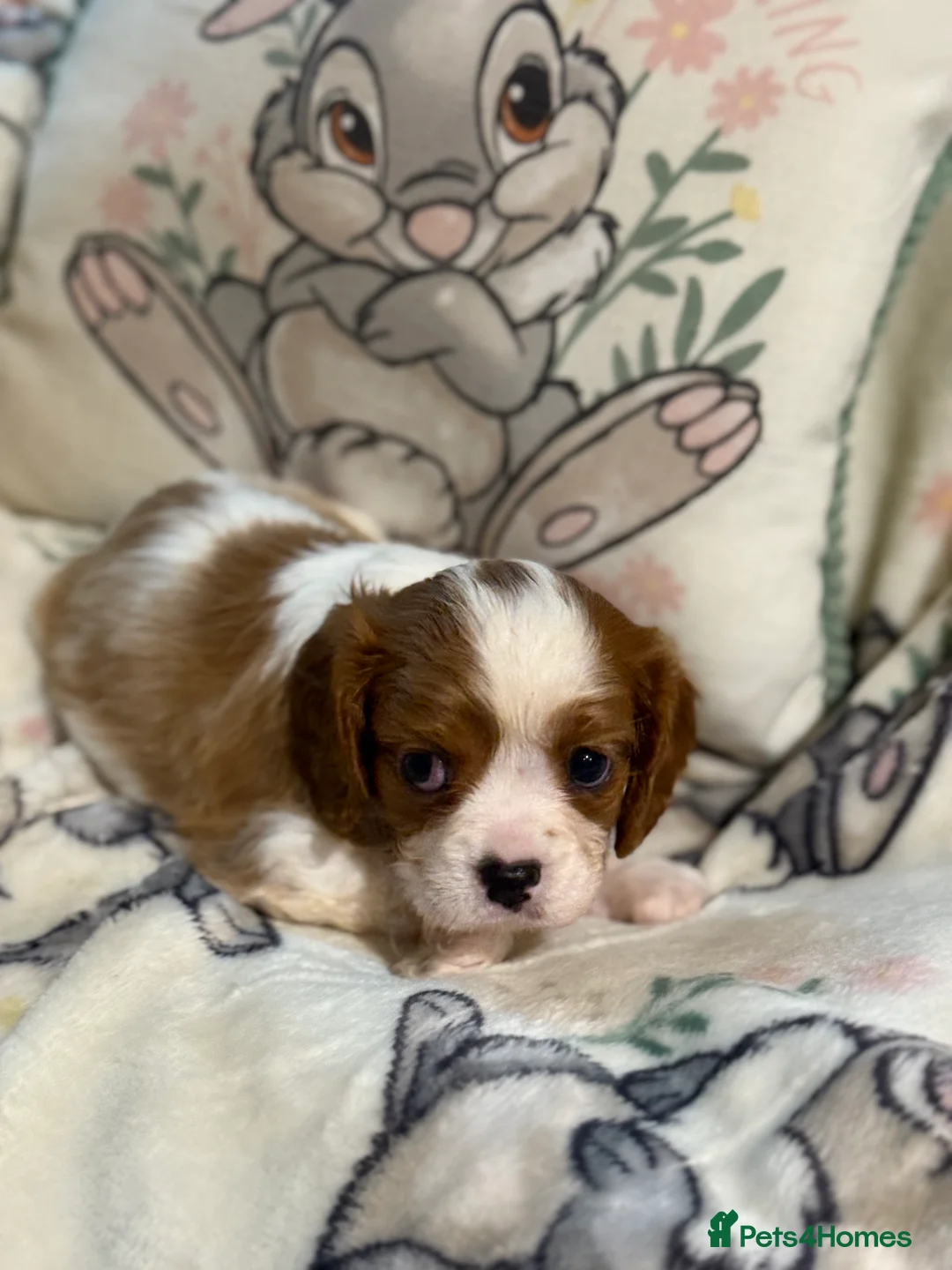 Cavalier King Charles Spaniel dogs for sale: Stunning DNA clear male cavalier pups now - Advert 3