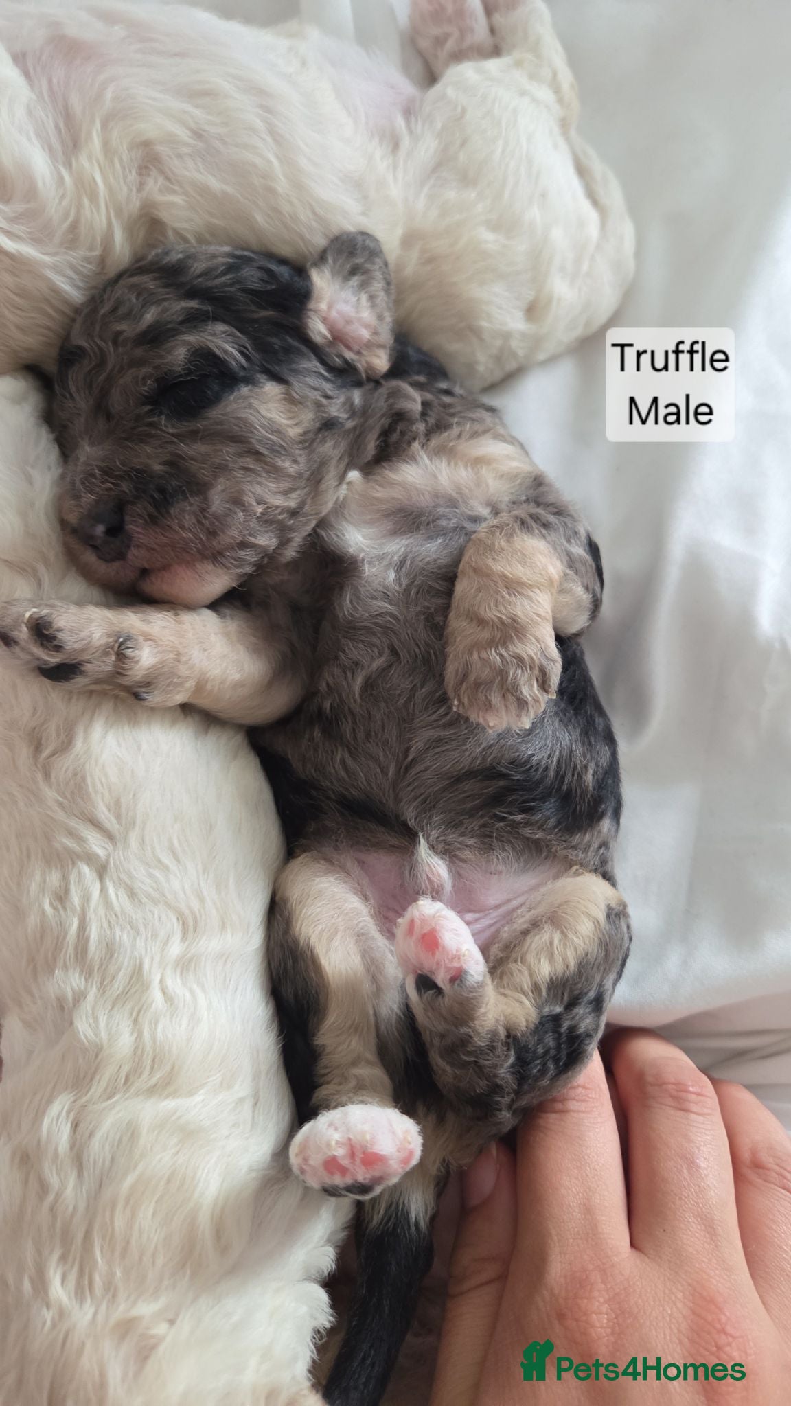 Mixed Breed dogs Beautiful cavachon x cockapoo puppies for sale - Advert 2