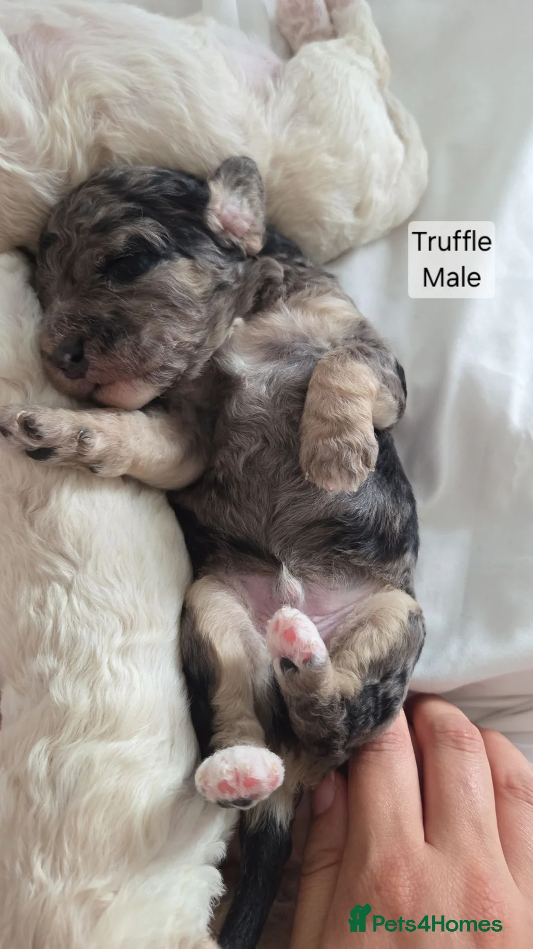 Mixed Breed dogs for sale: Beautiful cavachon x cockapoo puppies for sale - Advert 1