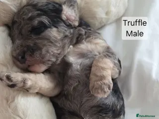 Mixed Breed dogs Beautiful cavachon x cockapoo puppies for sale - Advert 1