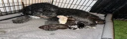 Sheepadoodle dogs for sale: Sheepadoodle puppies  - Advert 8