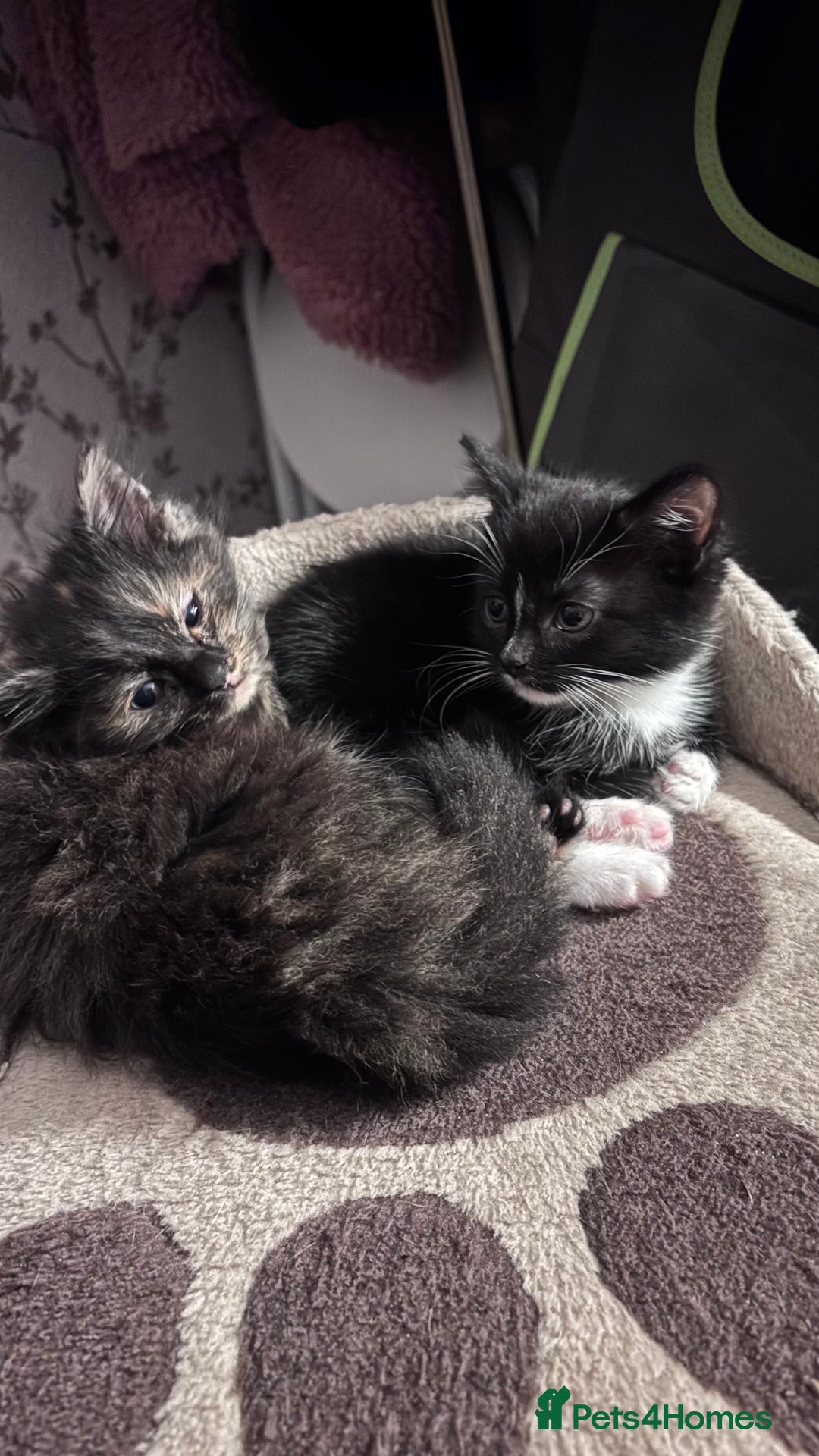 Mixed Breed cats for sale: READY NOW  - Advert 18