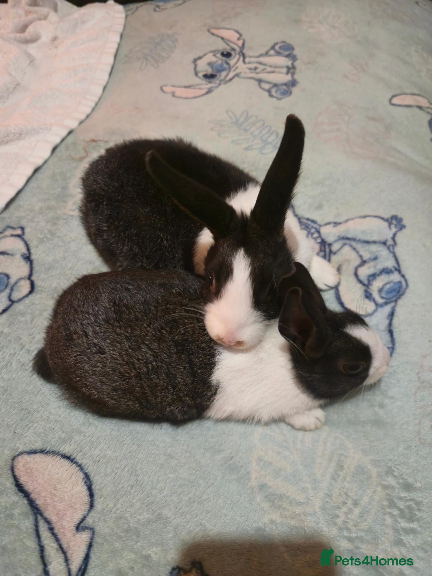 Dutch rabbits Dutch rabbit for sale - Advert 5