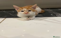 Mixed Breed cats for sale: 2 beautiful ginger boys  - Image 6