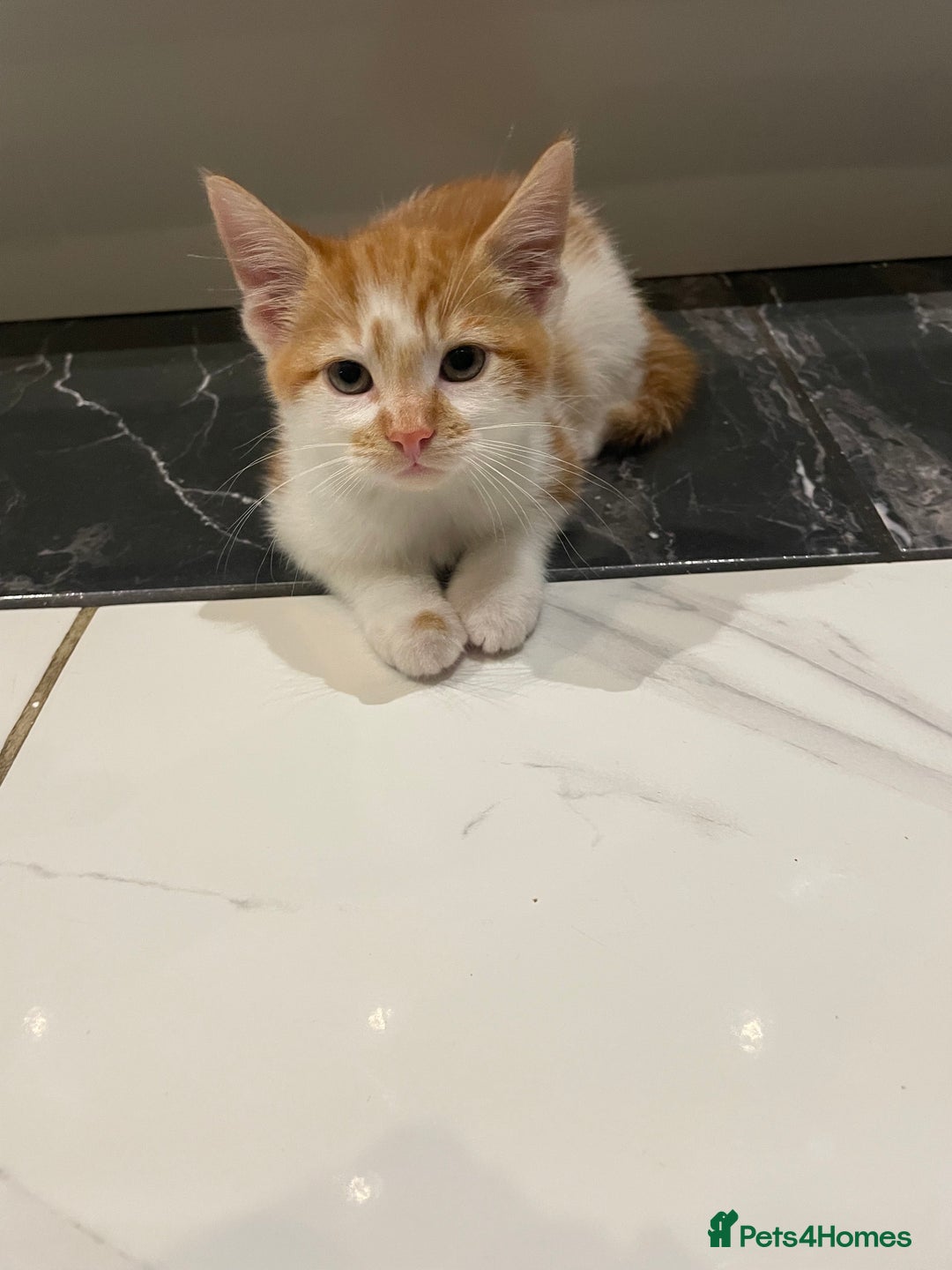 Mixed Breed cats for sale: 2 beautiful ginger boys  - Image 6