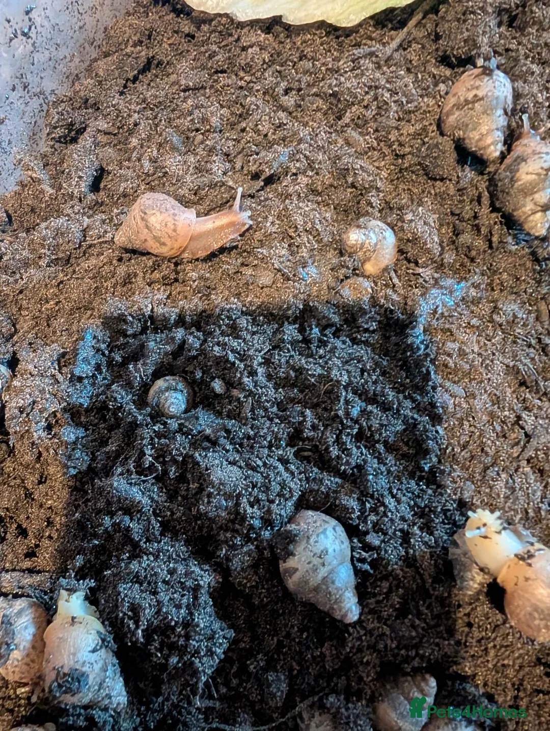 Snails invertebrates for sale: Giant African land snails  in Street - Advert 2