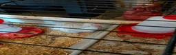 Chickens poultry for sale: Two cream.legbar cockerals.for sale in Bridgend - Advert 4