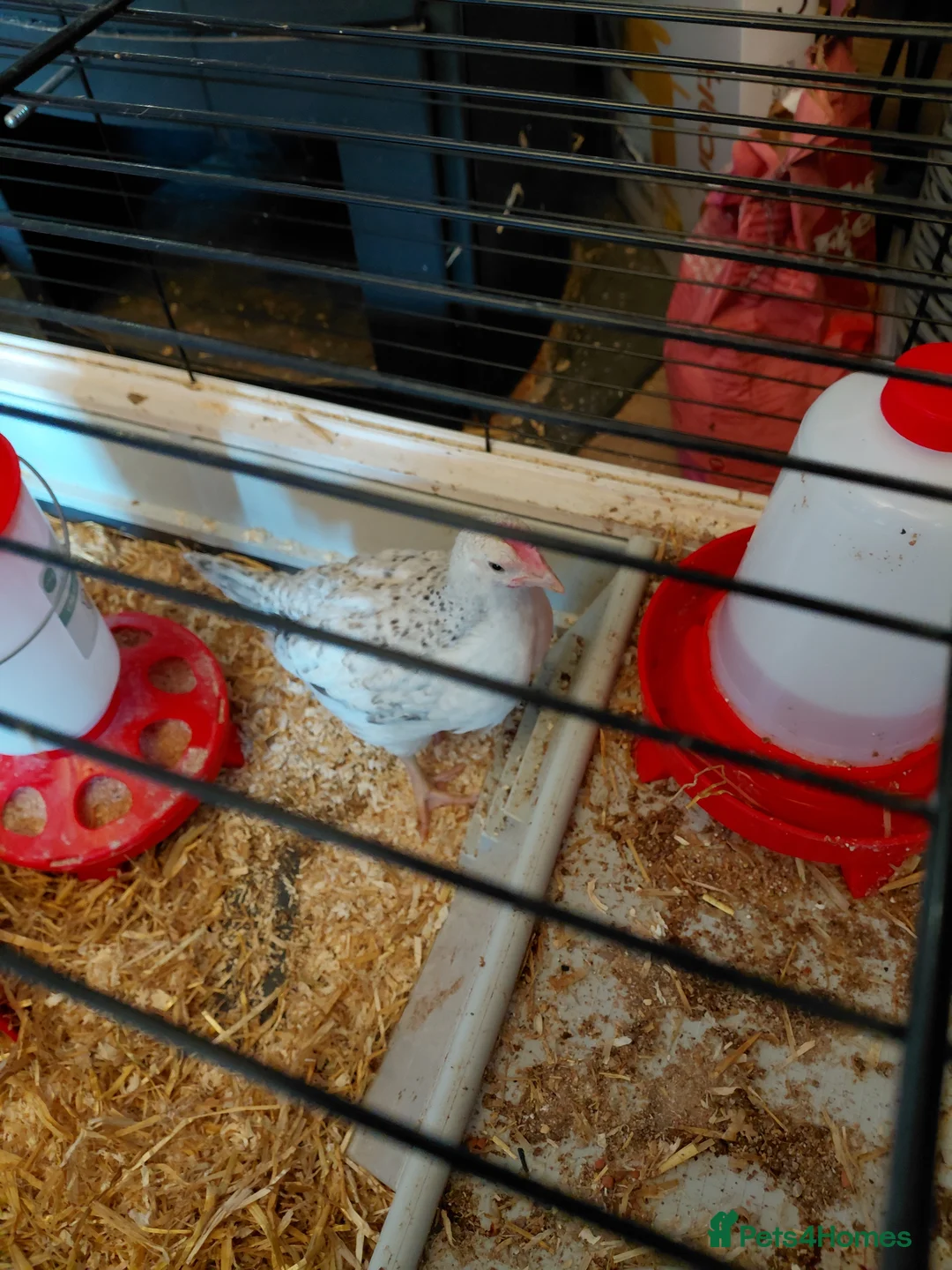 Chickens poultry for sale: Two cream.legbar cockerals.for sale in Bridgend - Advert 4