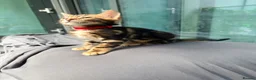 Bengal cats for sale: Only 2 Beautiful Bengal kittens Available🐾  - Advert 14