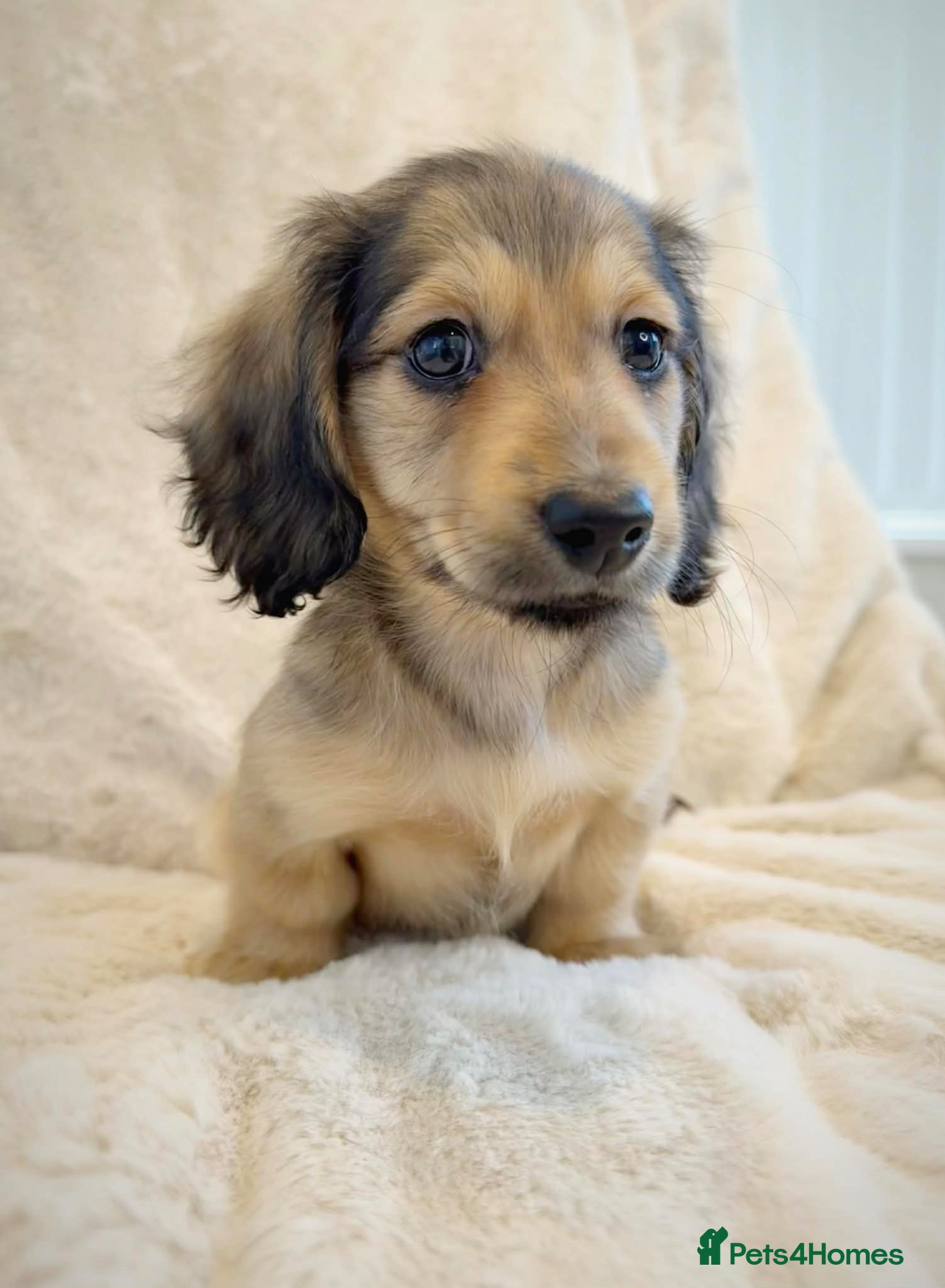 Miniature Dachshund dogs READY NOW‼️ KC Cream Miniature Dachshund Puppies  - Advert 2