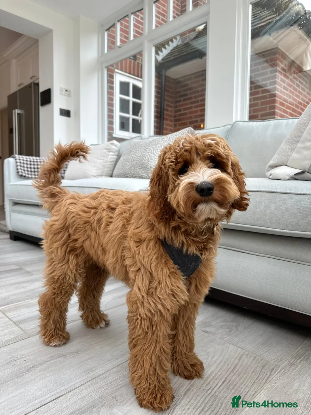 Goldendoodle dogs for sale: WAITING LIST- Australian Labradoodle RED&White TUX - Advert 5