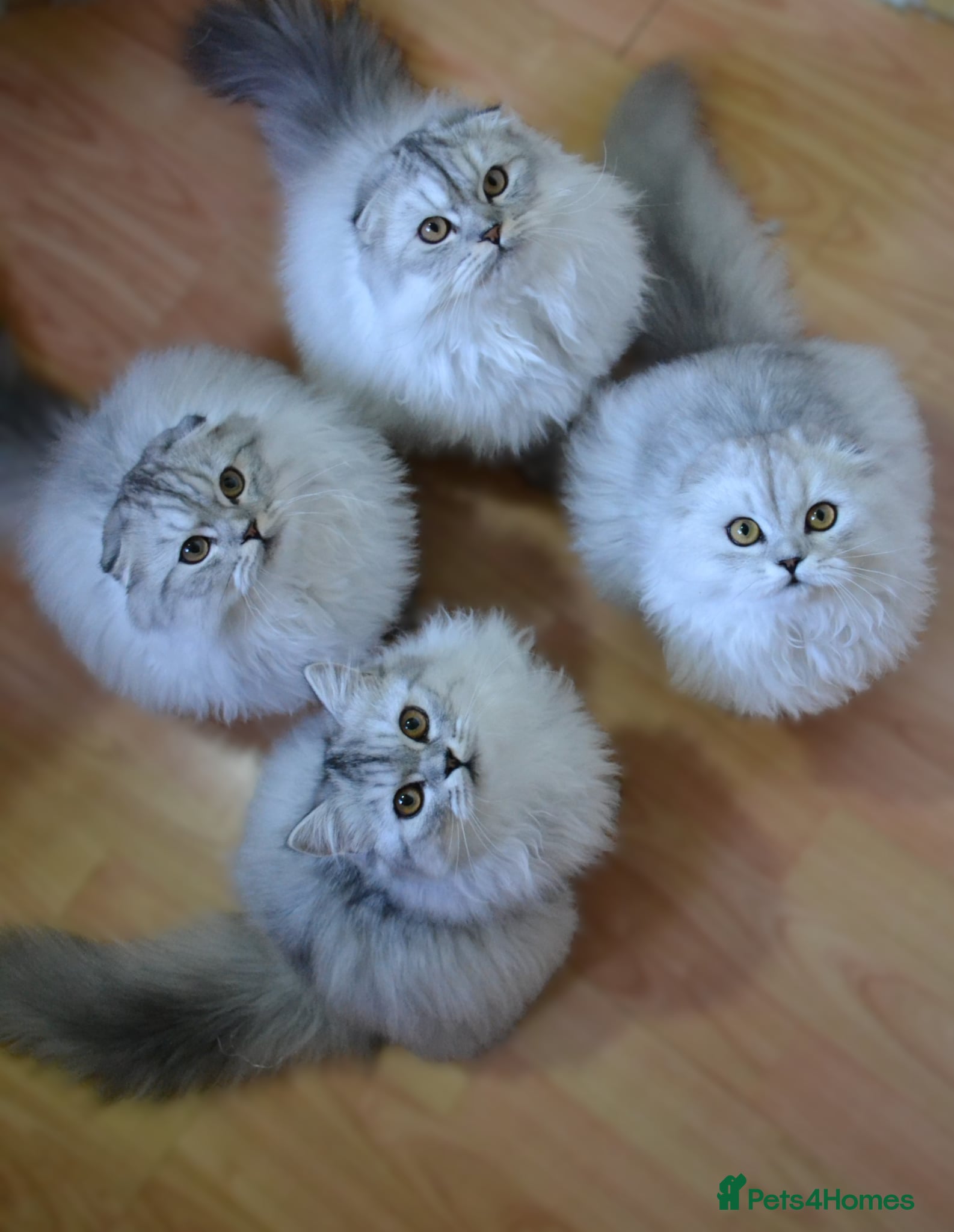 Scottish Fold cats Scottish fold kittens ❤️ - Advert 4