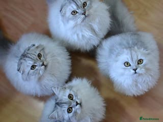 Scottish Fold cats Scottish fold kittens ❤️ - Advert 14