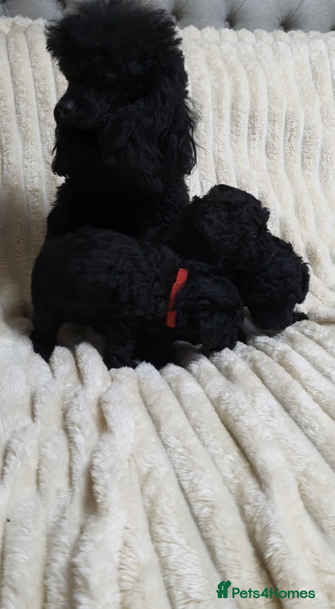 Toy Poodle dogs for sale: Tiny Toy Poodle puppies ready to leave 1st March - Advert 9