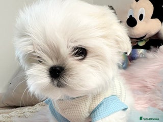 Maltese dogs 🌟Ready Now 🌟Tiny Full Korean Maltese 🌟 - Advert 2
