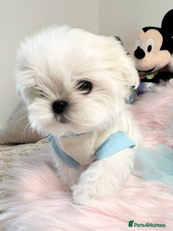 Maltese dogs 🌟Ready Now 🌟Tiny Full Korean Maltese 🌟 - Advert 2