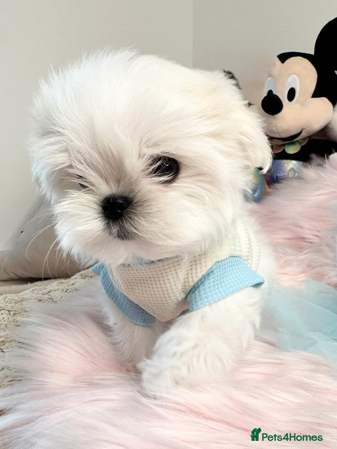 Maltese dogs for sale: 💎Last Boy Full Korean Maltese  Available💎 - Advert 27