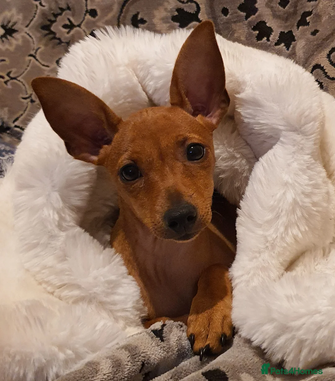 Miniature Pinscher dogs for sale: Miniature Pinscher puppies, KC registered - Advert 8