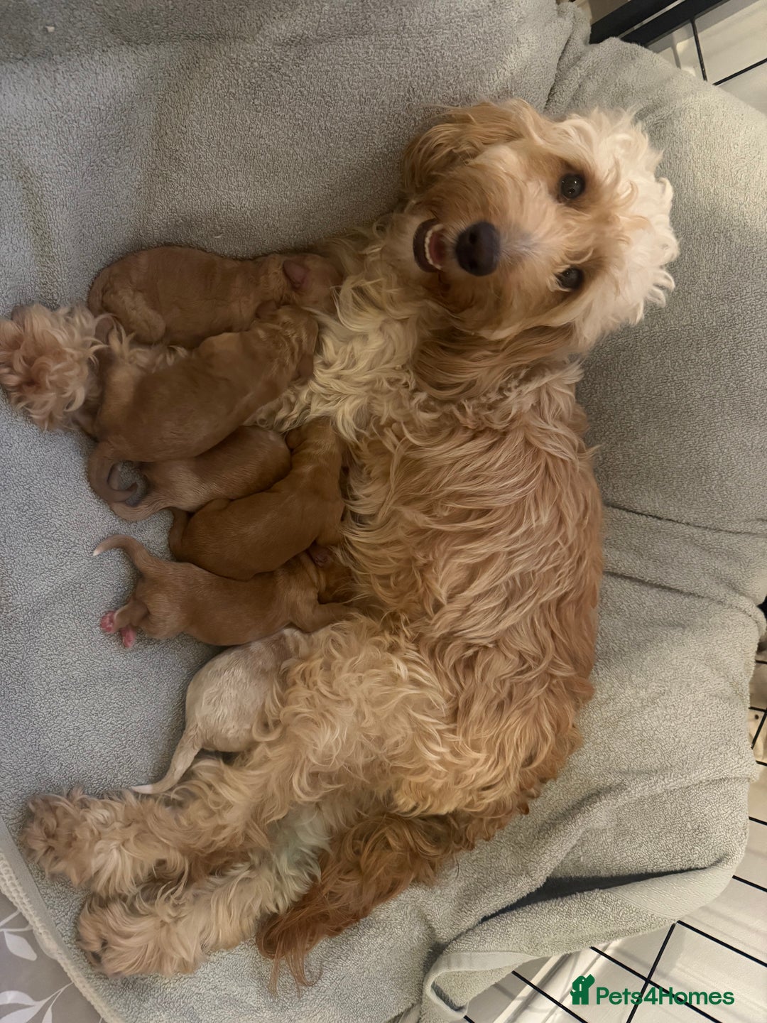 Cockapoo dogs for sale: Stunning babies ready for new homes - Advert 8