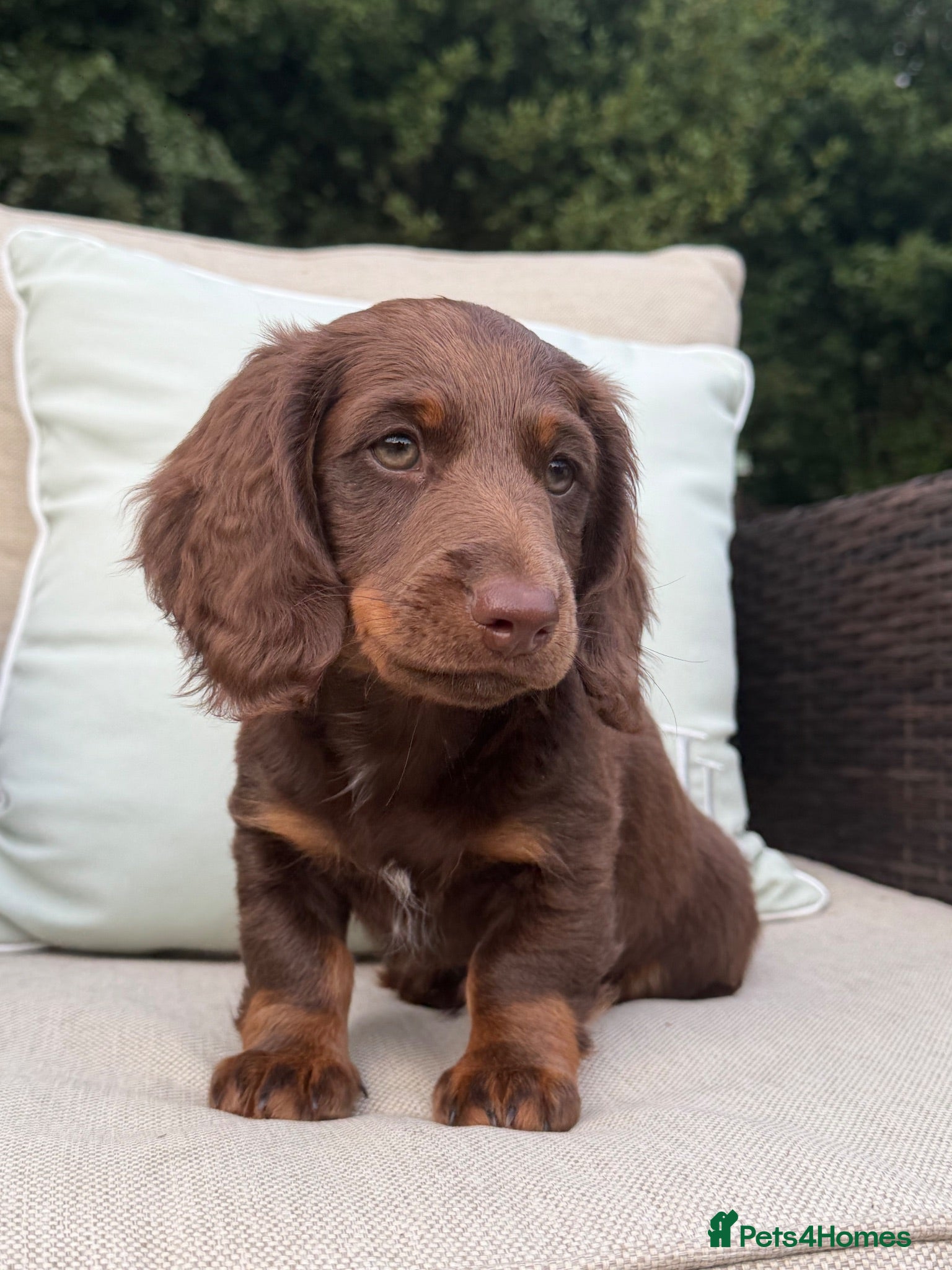 Mixed Breed dogs LAST BOY STUNNING DAXIPOO PUPPIES! - Advert 1
