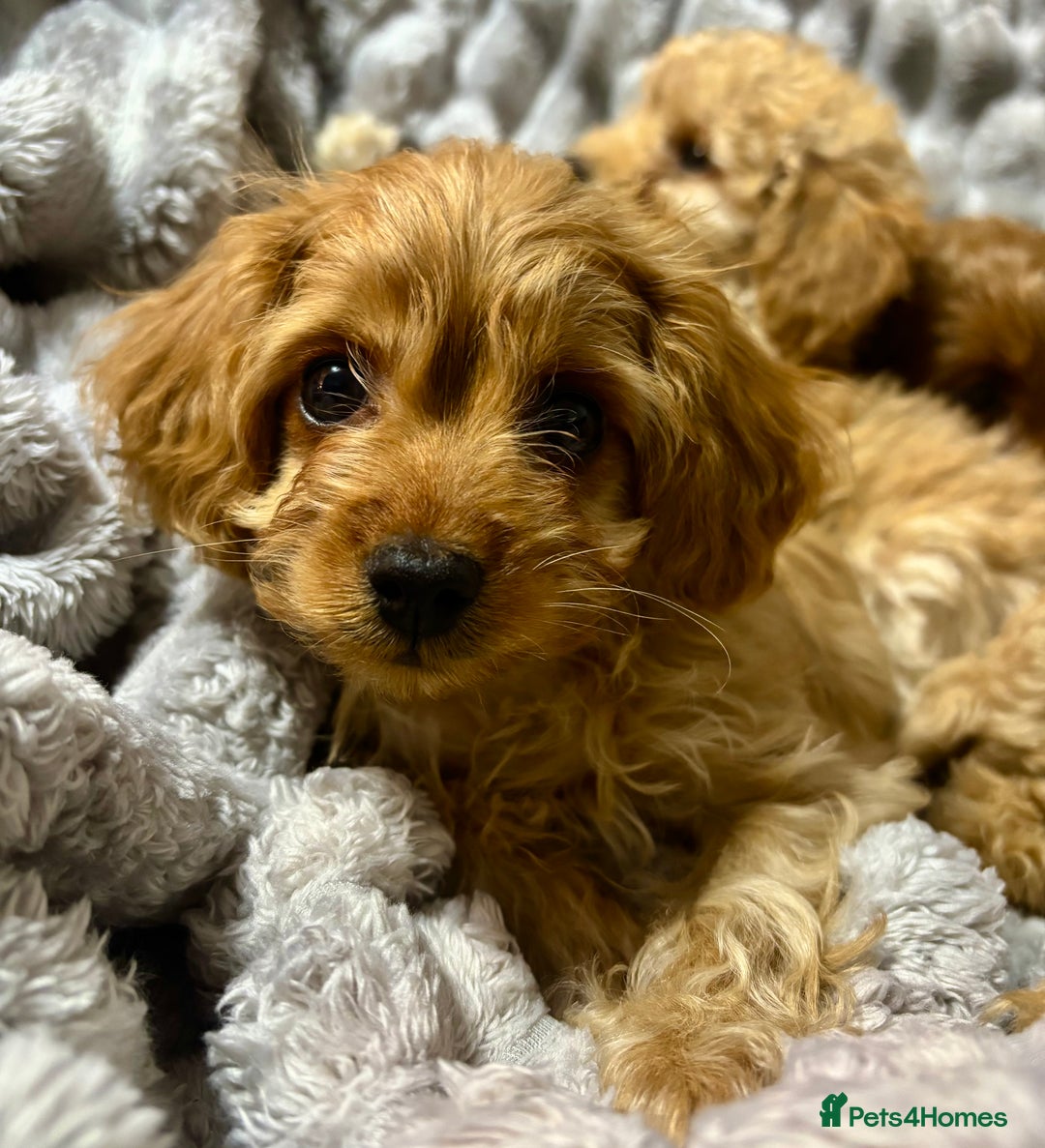Cavapoo dogs for sale: Gorgeous F1 Cavapoo pups, health tested🐾 - Advert 5