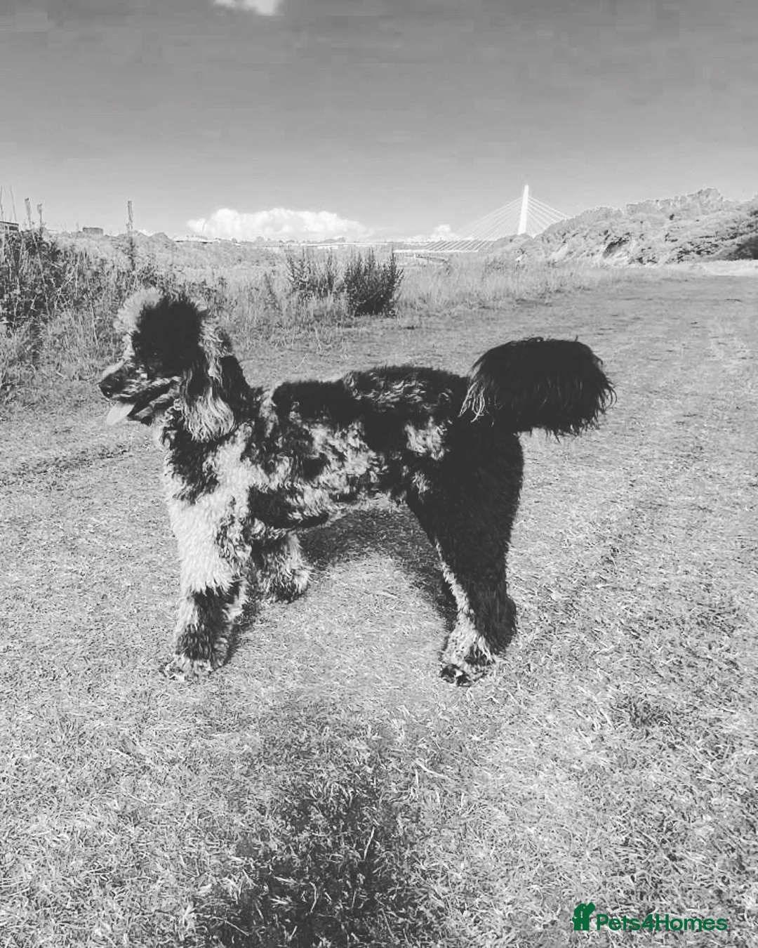 Miniature Poodle dogs for stud: Blue Merle Miniature Poodle (PROVEN) Health Tested in Sunderland - Advert 26