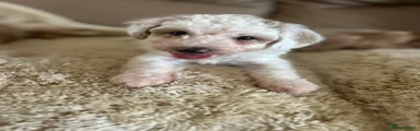 Maltipoo 3