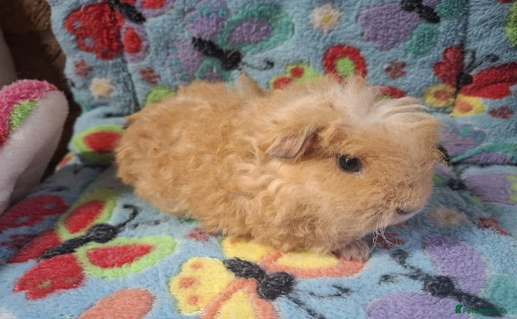 Guinea Pig rodents - Advert 16