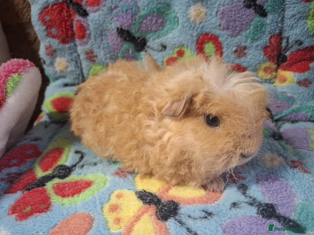 Guinea Pig rodents - Advert 15